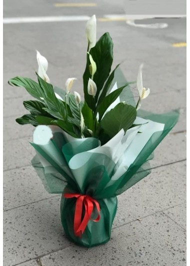 saksı çiçek